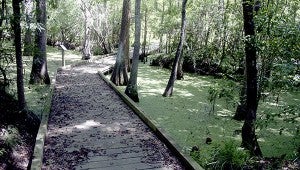 SCENIC TRAIL: The Cypress Boardwalk at the Bogue Chitto National Wildlife Refuge features a long boardwalk over a scenic swamp. Photo by Jeremy Pittari