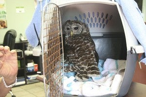 INJURED BIRD: This juvenile owl was found on Buckley Place Road Thursday by a community member who thought it was one of her chickens. Instead she found an injured bird of prey.  Photo by Jeremy Pittari