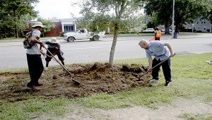PLANTING TREES: In this file photo city of Picayune summer workers plant one of 20 live oaks along Goodyear Boulevard. Recently a company came to provide the young trees with fertilization and soil aeration that will help them become established in their new homes. By Jeremy Pittari
