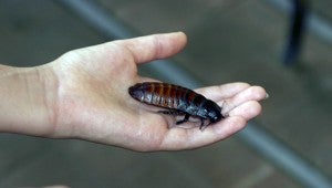 Madagascar hissing cockroaches will be on display at this year's Bug Fest.
