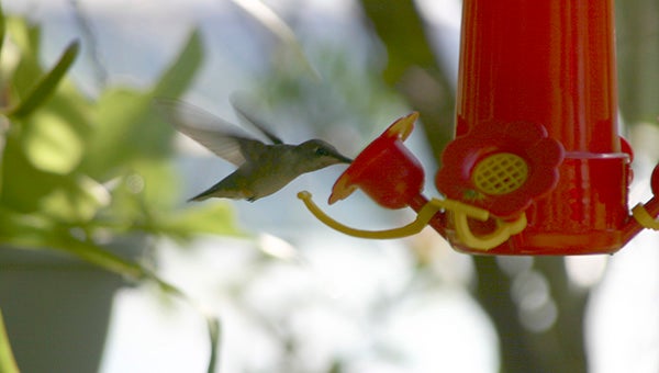 A hummer swoops in for a sip on Dot Burge’s feeder (2011 photo by Pat Drackett).   
