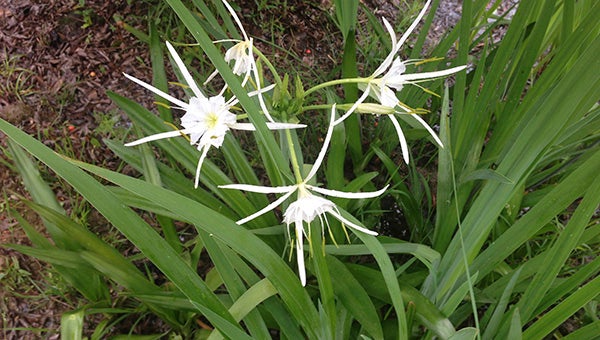 This spider lily (Hymenocallis) growing near the Children’s Garden is a great example of a “plant it and forget it” type of perennial. (Photo by Pat Drackett). 
