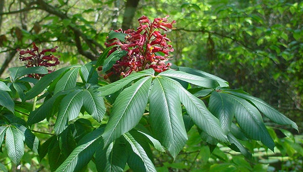 Red buckeye, an easy-to-grow small native tree, can be found in the Arboretum’s Woodland Exhibit  (Photo by Melinda Lyman).