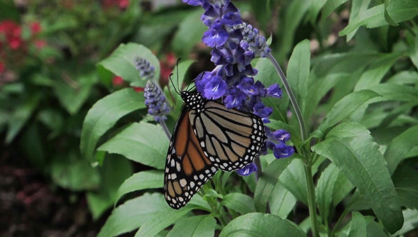 in flight: A monarch butterfly sips nectar from a Salvia plant, a good nectar plant for your butterfly garden.  Photo by Pat Drackett