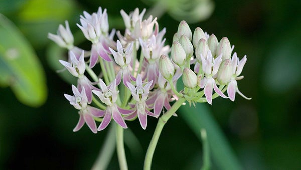 In Mississippi, red milkweed (Asclepias rubra) has only been recorded in nearby Stone and Forrest County, but if you learn to recognize this species, perhaps you will be the first to report it in Pearl River County! (Photo courtesy of Southeastern Flora)