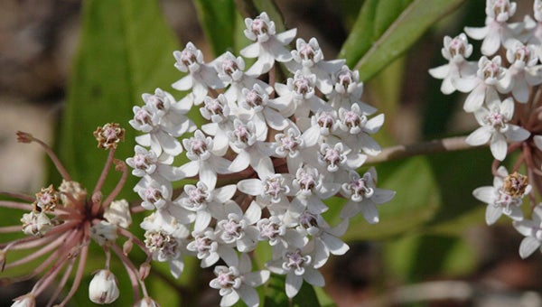 for the butterflies: Aquatic milkweed (Asclepias perennis) is a Mississippi native, found in moist to wet sites in Pearl River County.  Photo by Patricia Drackett