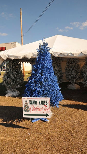 OH CHRISTMAS TREE: People can find their family’s Christmas tree in Picayune at Kandy Kane’s Christmas Trees.  Photos by Cassandra Favre 