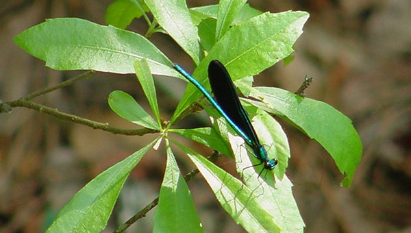 Jewel-toned damselflies, indicators of clean water, are often spotted near the stream that parallels the Arboretum’s Woodland Path (Image by Melinda Lyman). 