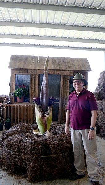 Dr. Gene Blythe, an assistant research professor at the MSU Extension center in Poplarville, has been caring for Spike the titan arum plant for seven years.  Photo by Julia Arenstam 