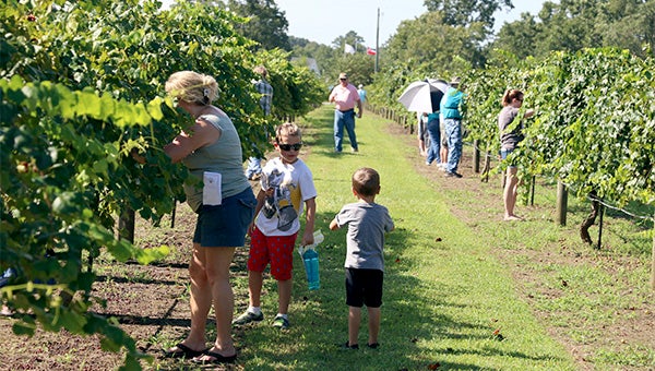free samples: A large crowd paid a visit to the McNeill Research Unit on Saturday as part of the annual Muscadine Field Day.  During the event attendees were provided bags that they could use to bring some of the fruit home.  Photo by Jeremy Pittari 