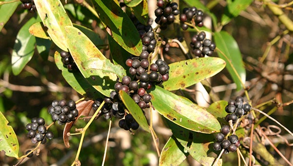 Native smilax vine, commonly known as greenbriar or catbrier, produces fruit that has a high value to local wildlife (Photo by Pat Drackett)