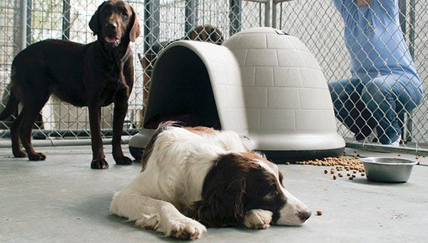 Every dog in outdoor kennels at the PRC SPCA got brand new igloo dog homes to shelter them from the cold weather during the winter. Photo by Taylor Welsh.