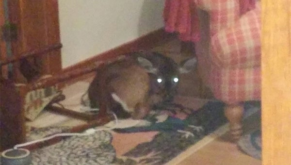 A fawn broke through a bedroom window of a home in Poplarville Tuesday night, but was found uninjured.  Submitted Photo