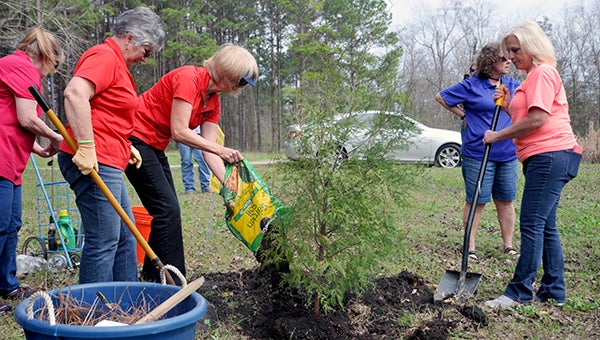 Pearl River County Master Gardeners plant an Atlantic White Cedar tree at Poplarville City Park in celebration of the Master Gardeners' 25th anniversary.