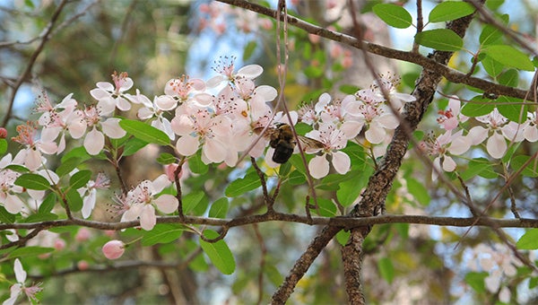  Photo credit: Pat Drackett  Buzzing in: Southern crabapple (Malus angustifolia) has attractive pink blooms, making it a highly desirable native specimen tree. The fruit is attractive to local wildlife. 