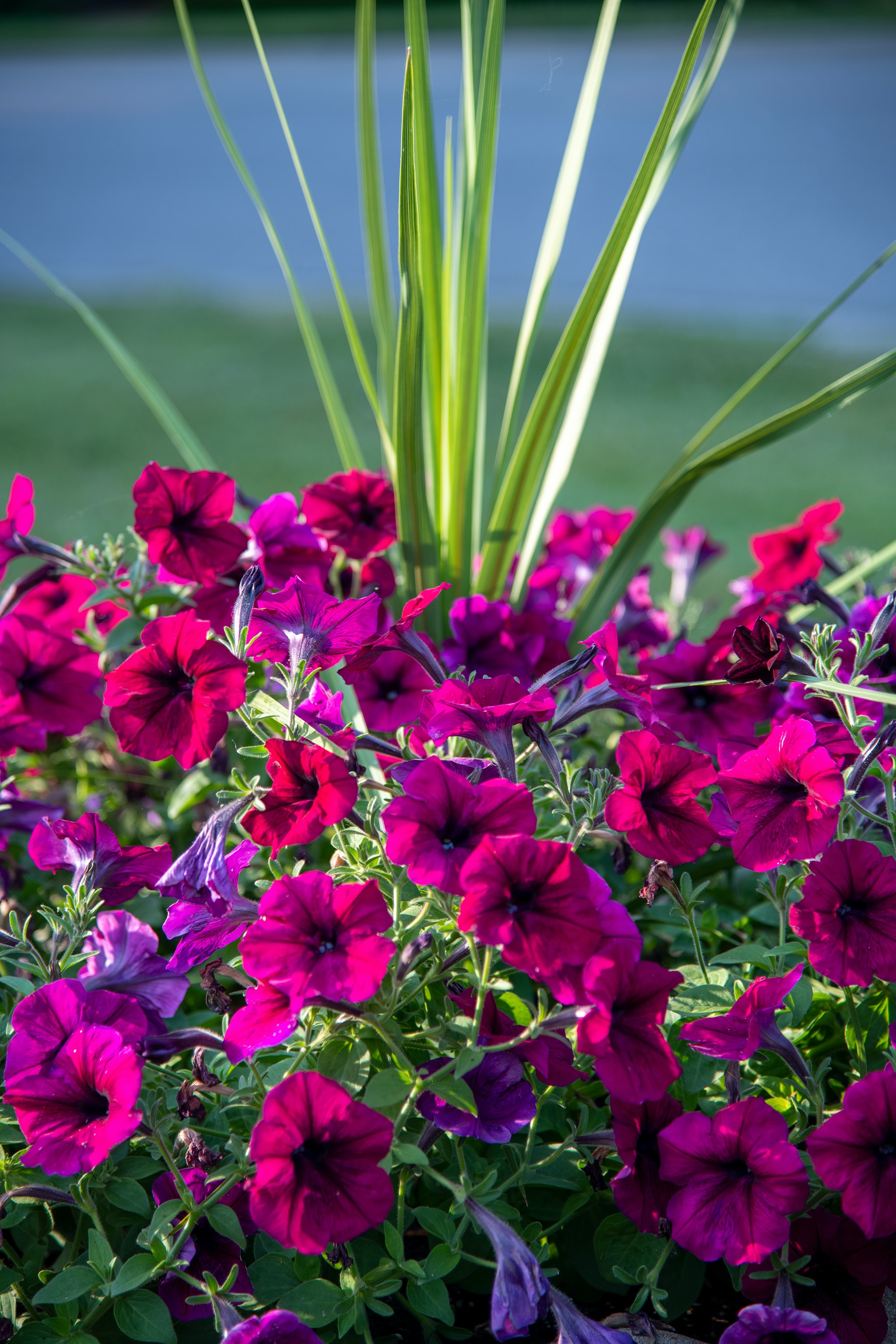 Summer flowers for Southern gardens Picayune Item Picayune Item