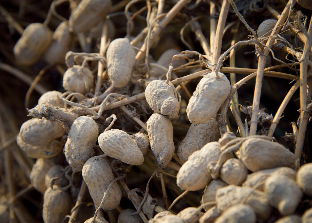 Mississippi peanut crop harvest begins, looks good Picayune Item
